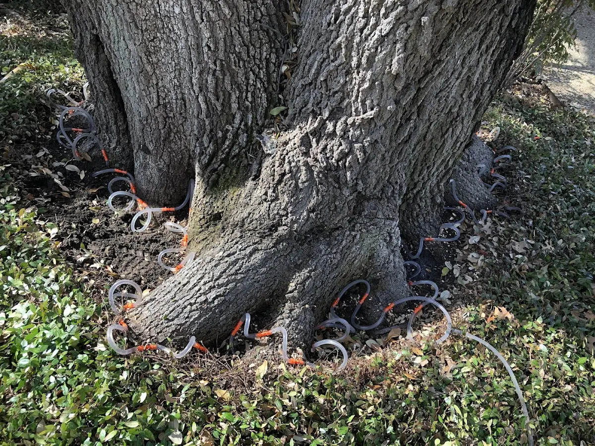 Detailed Tree Cabling and Bracing job site in Spring Hope