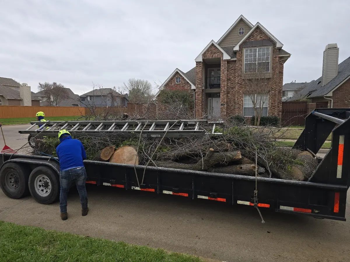 Expert Tree Removal with proper safety equipment in Spring Hope